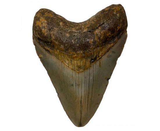 Megalodon teeth