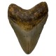 Megalodon teeth